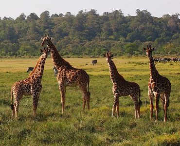 10 Jan 2015, Hatari Lodge, near Arusha National Park, Tanzania. We walked down to the observation area at dawn, to see if we could spot any giraffes. We held very still as a group eight emerged from the acacia trees and formed a semicircle around us, watching us watching them. It was magical.