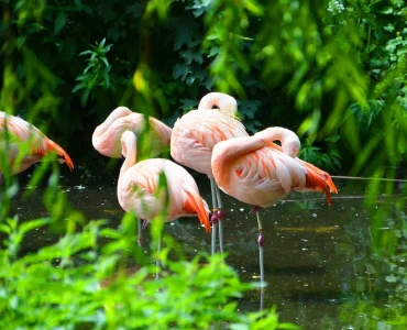 flammingos-lake-manyara